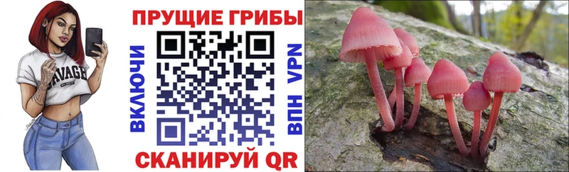 mega ТОР  Старая Купавна  Галлюциногенные грибы мицелий 
